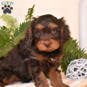Ranger, Cavapoo Puppy